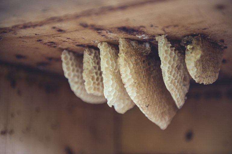 tiroler-bienenalm-thiersee-1